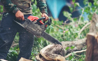 Protecting Your Roof and Foundation: Tree Trimming for Houses