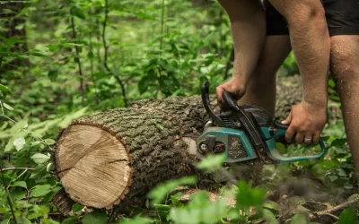 Why Hiring a Tree Service Company Is Essential After a Storm