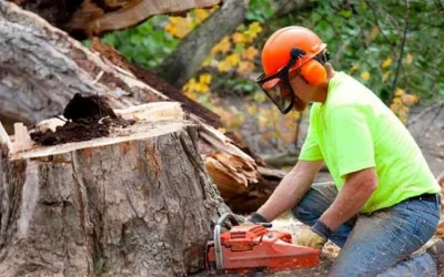 The Importance Of Regular Tree Trimming In Austin