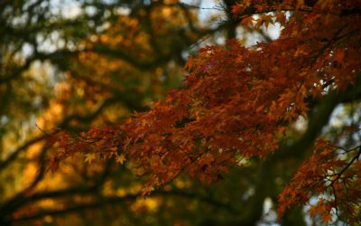 Fall is for Trees: Essential Autumn Tree Care Tips