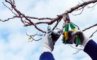 Benefits of Tree Cabling and Bracing For Weak Branches