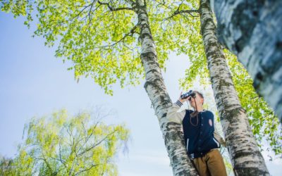 Summer Shade: Maintaining Healthy Trees During Hot Weather