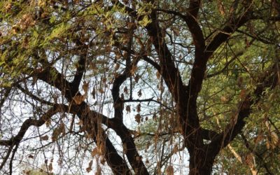 Why You Need Tree Cabling and Bracing for Your Austin Property