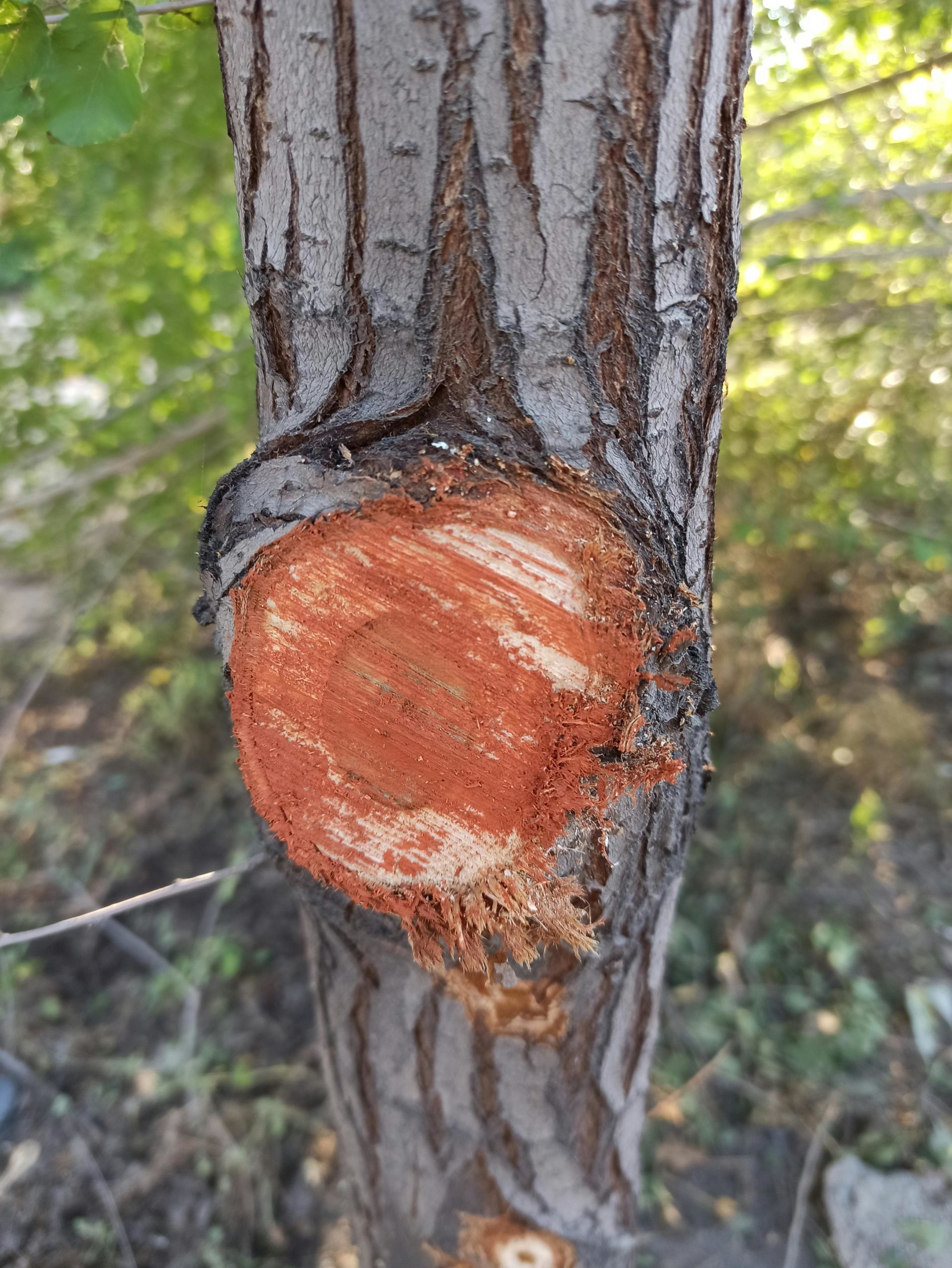 professional tree trimming austin tx