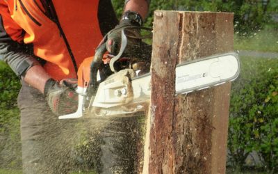 Affordable Tree Trimming Services in Austin TX: Professional Solutions for Your Trees
